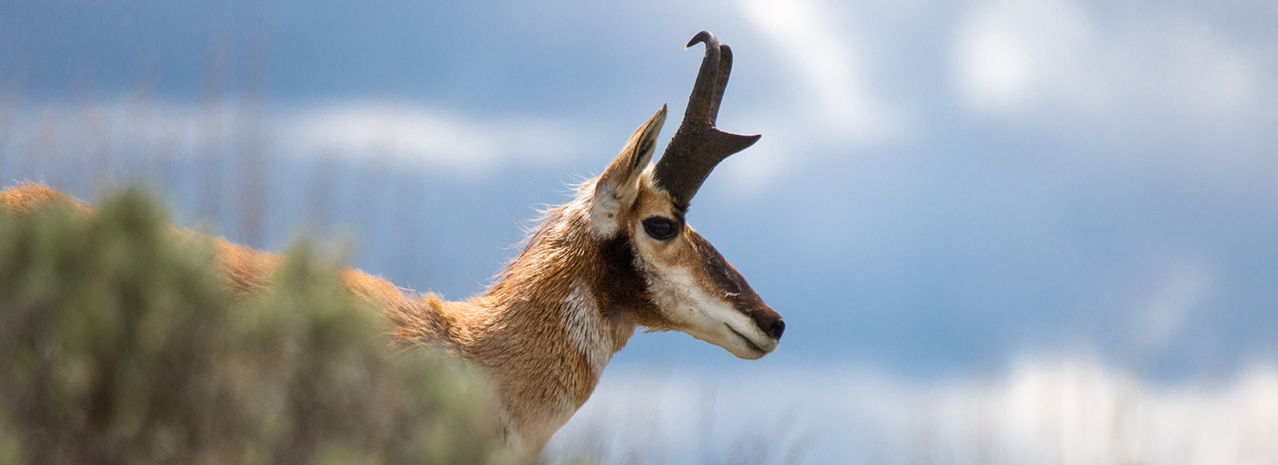 A buck pronghorn walks through sagebrush